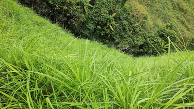 Nam Mau - Photo 2