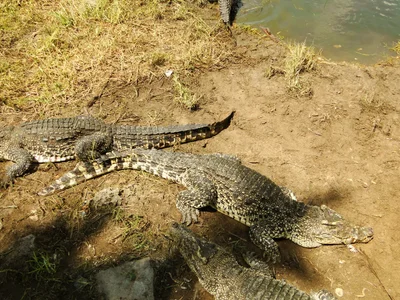 Península de Zapata National Park - Photo 3