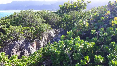 Kapalua - Photo 5