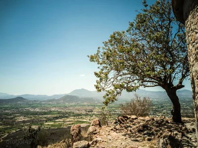 Cardonal - Photo 3