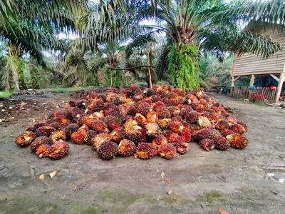 Belinyu - Photo 4