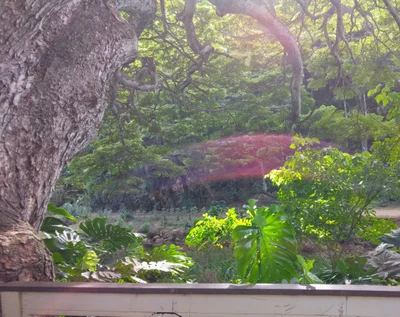 Waimea/Kamuela - Photo 5