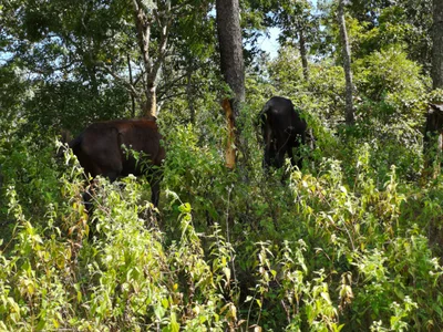 Pang Mapha - Photo 4