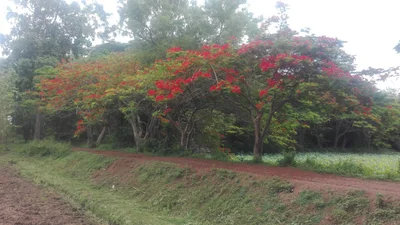 Ban Bo Bia - Photo 2