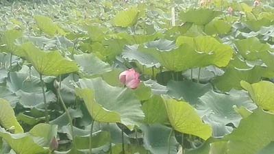 Ban Bo Bia - Photo 4