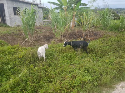 Lucea - Photo 2