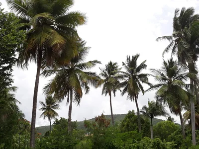Cabral - Photo 3