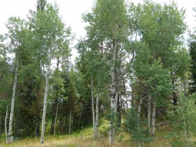 Tamarack - Photo 4