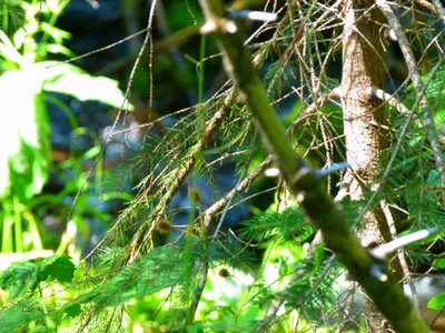 Tamarack - Photo 5