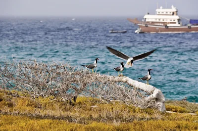 Dahlak Islands - Photo 3
