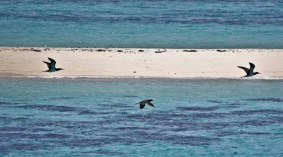 Dahlak Islands - Photo 4