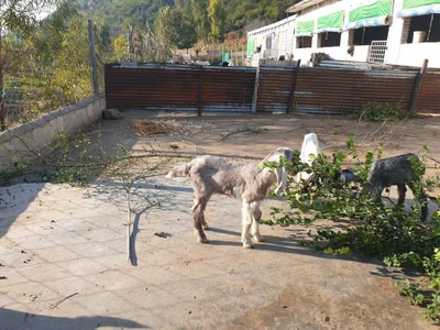 Taxila - Photo 3