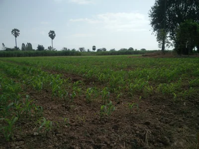 Sankhaburi - Photo 2