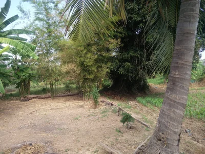 Sankhaburi - Photo 3