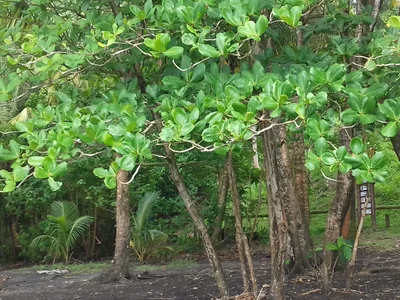 Anse Céron - Photo 3