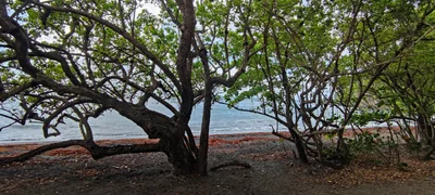 Anse Céron - Photo 5