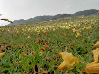 Klang Dong - Photo 3