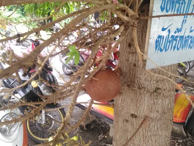 Tha Khlong Town Municipality - Photo 4