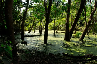 Abuko - Photo 2
