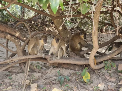 Abuko - Photo 5