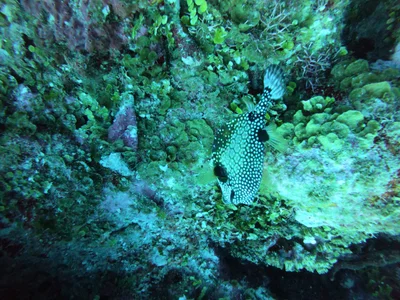 Blue Life Dive - Photo 3
