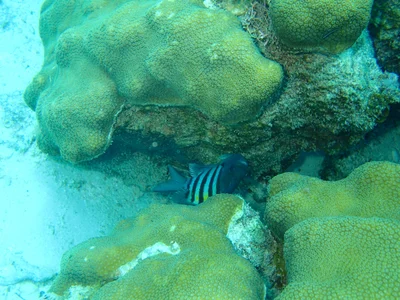 Blue Life Dive - Photo 4