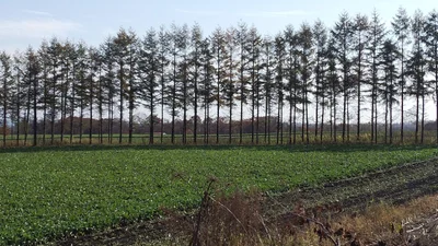 Shimizu - Photo 3