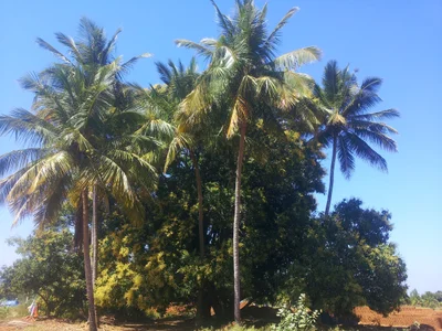 Pappireddipatti - Photo 3