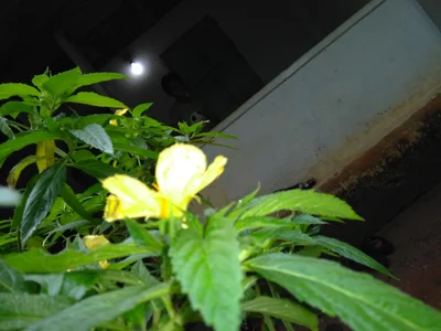 Kodiyeri - Photo 2