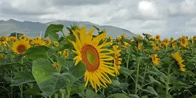 Gundlupet taluk - Photo 4