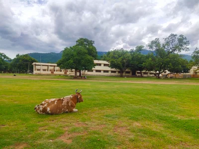 Bannari - Photo 4