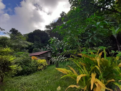 Charlotteville - Photo 4