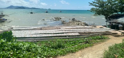 Concepcion - Photo 5