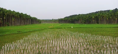 Mannarkad - Photo 3