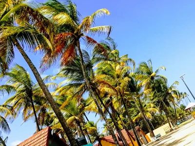 Manzanilla Beach - Photo 5