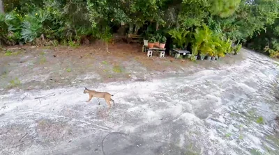 Fellsmere - Photo 2