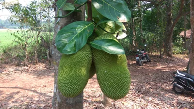 Ayamkudy - Photo 5