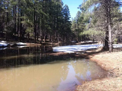 Munds Park - Photo 5