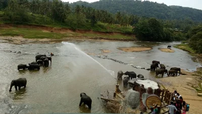 Pinnawala - Photo 3