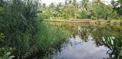 Pamunugama - Photo 4