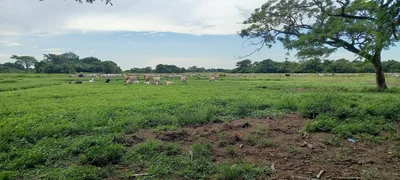 Arauca - Photo 4