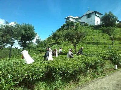 Nuwara Eliya District - Photo 5