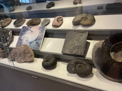 Museo de Historia Natural de la Sabana - Photo 3
