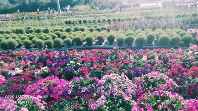 Phu Ruea - Photo 3