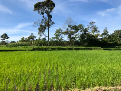 Sarimatondang - Photo 3