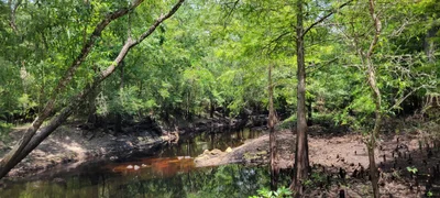 Steinhatchee - Photo 2