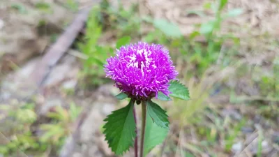 Nanegal - Photo 3