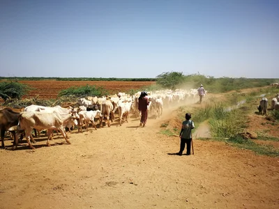 Bura - Photo 2