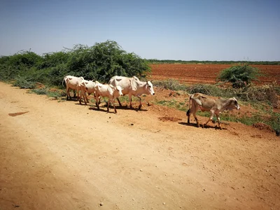 Bura - Photo 5