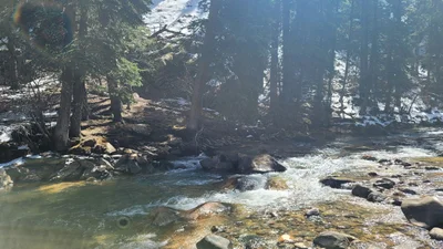 Pine - Photo 4